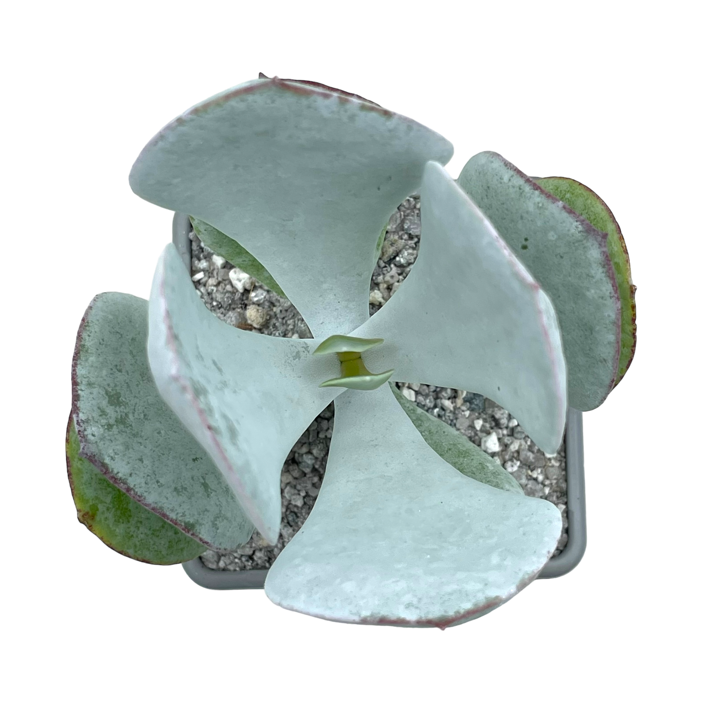 Cotyledon orbiculata