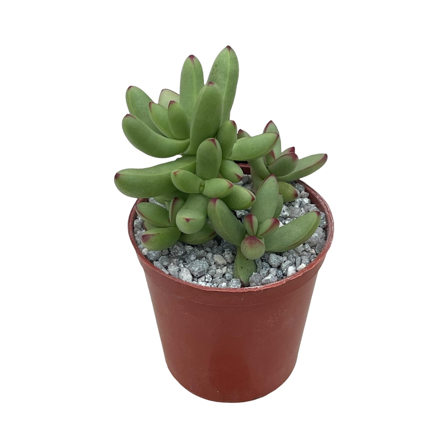 Crassula nudicaulis var. herrei