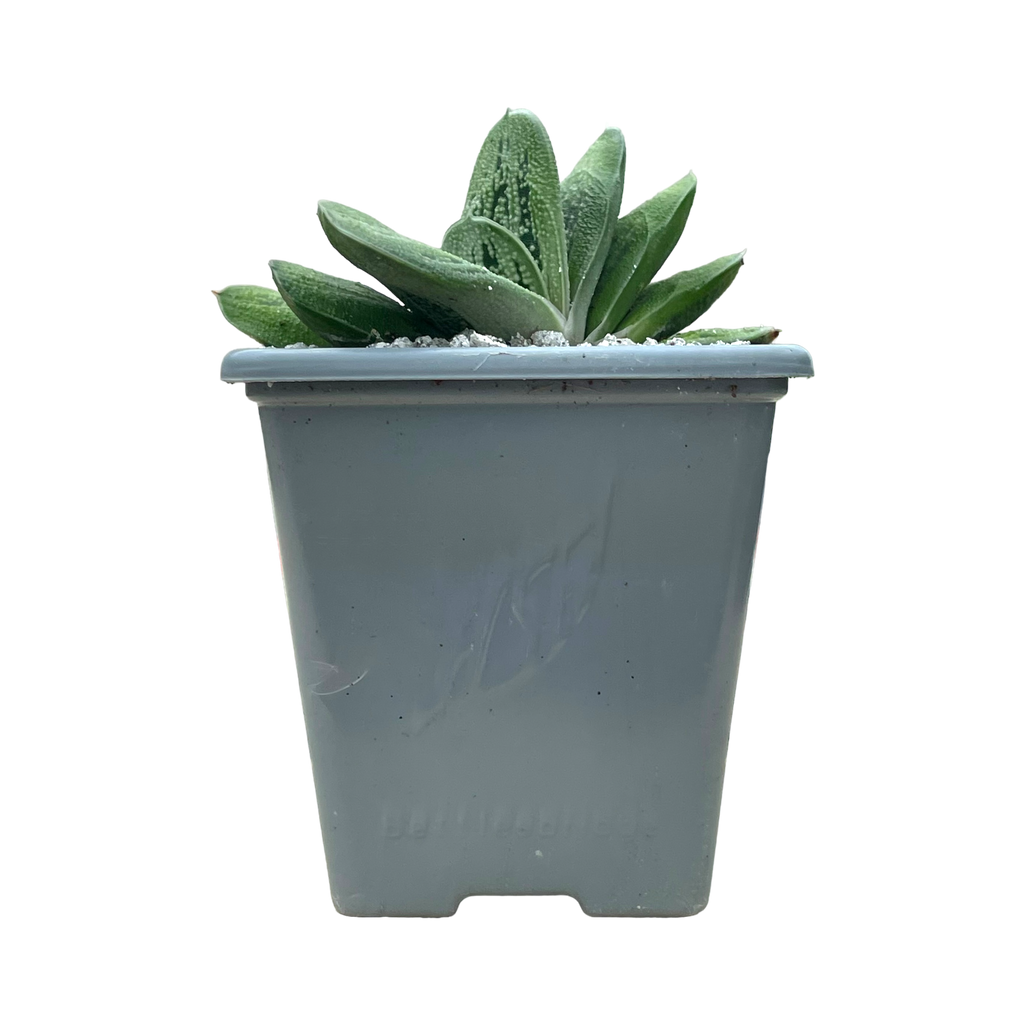 Gasteria 'Lime Warty'