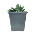 Gasteria 'Lime Warty'