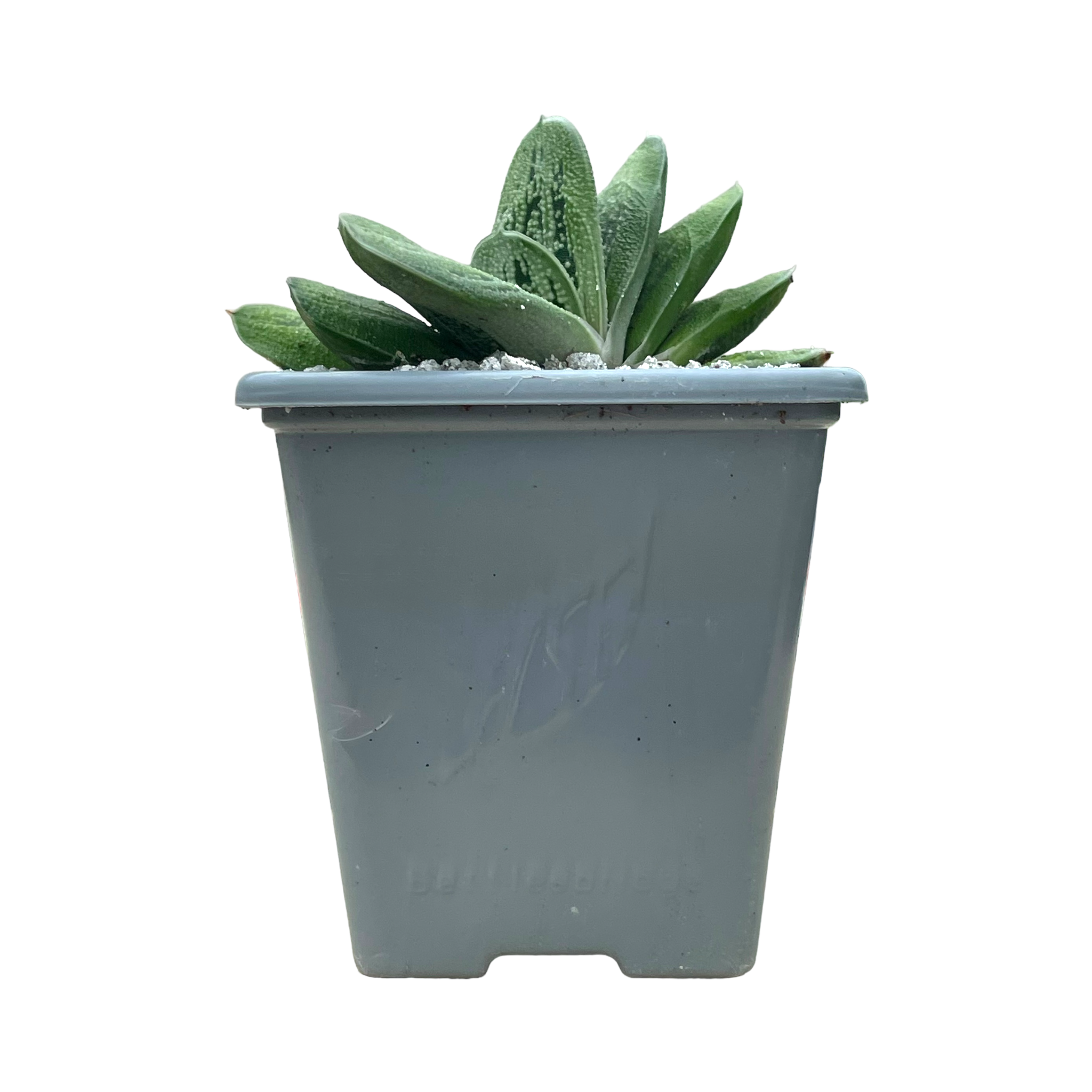 Gasteria 'Lime Warty'