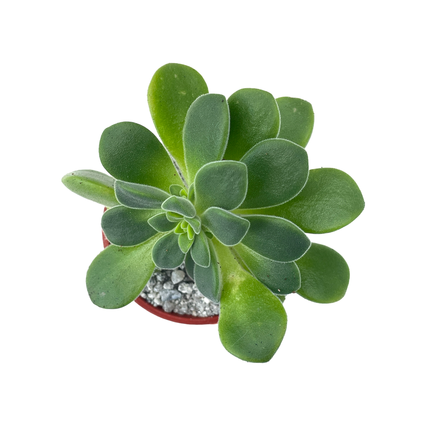 Aeonium lindleyi