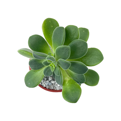 Aeonium lindleyi