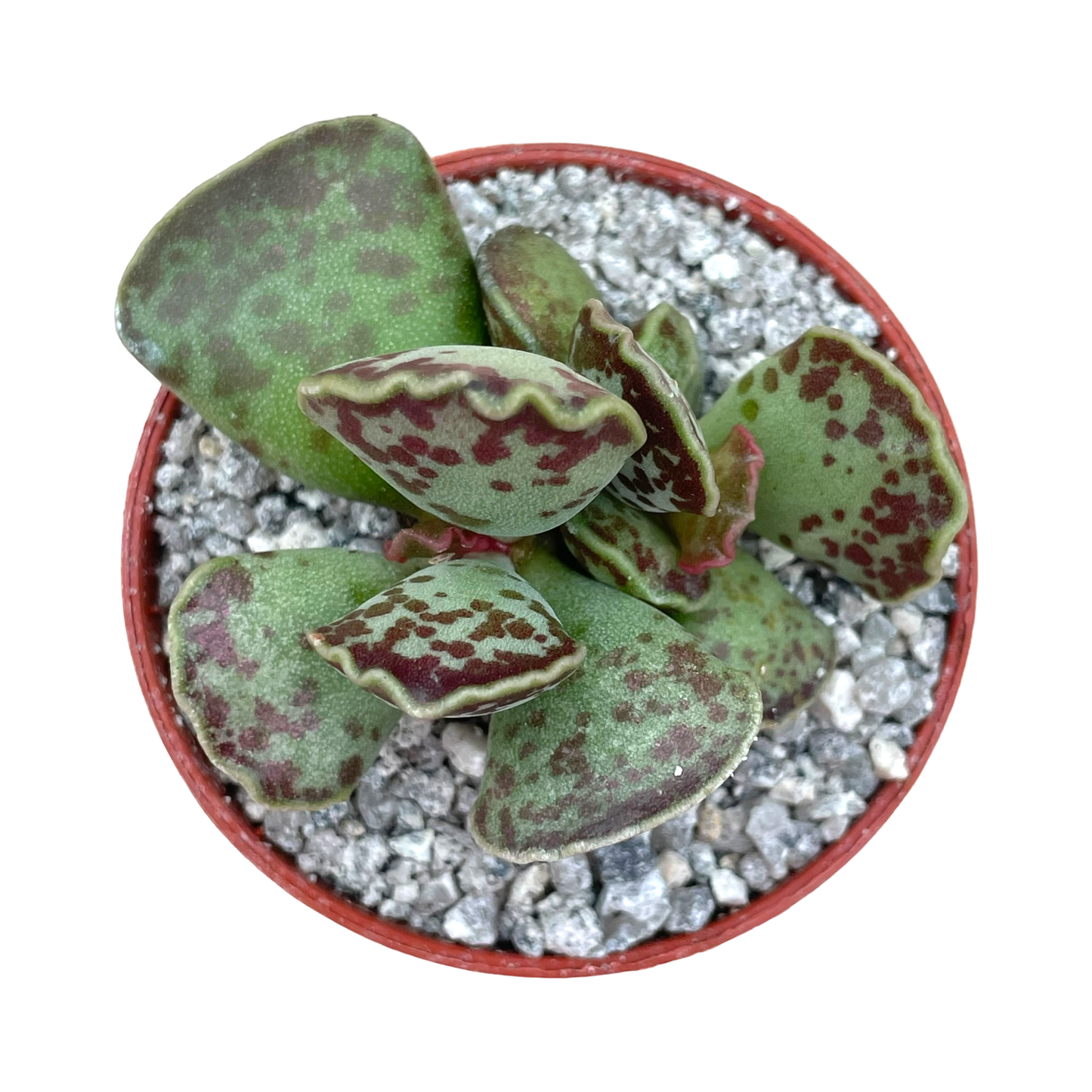 Adromischus cooperi (Plover Eggs Plant)