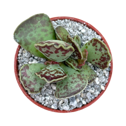 Adromischus cooperi (Plover Eggs Plant)