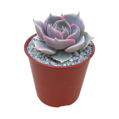 Echeveria 'Holy Gate'