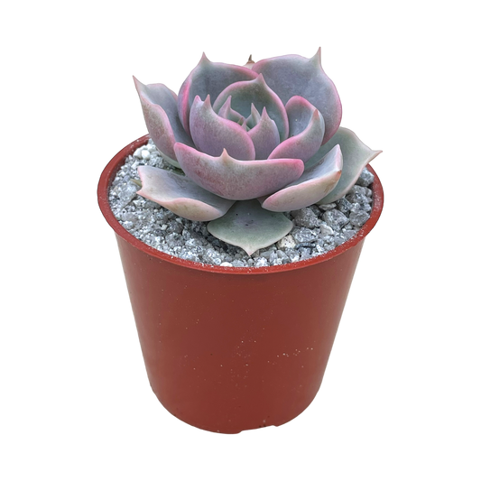 Echeveria 'Holy Gate'