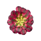 Aeonium 'Mardi Gras'