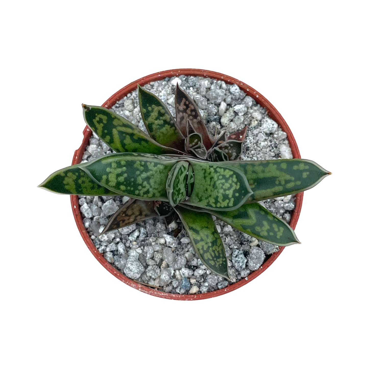 Gasteria bicolor var. liliputana