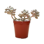 Graptopetalum mendozae