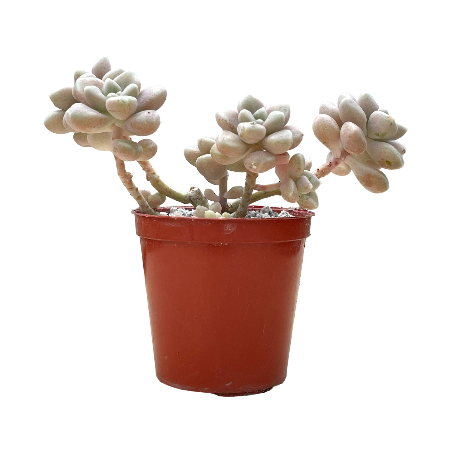 Graptopetalum mendozae