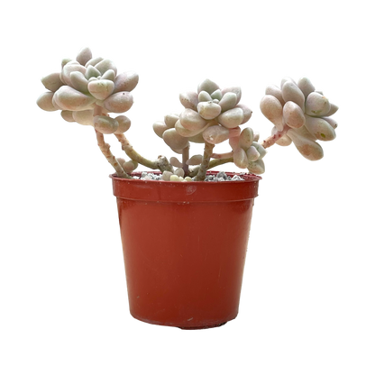 Graptopetalum mendozae