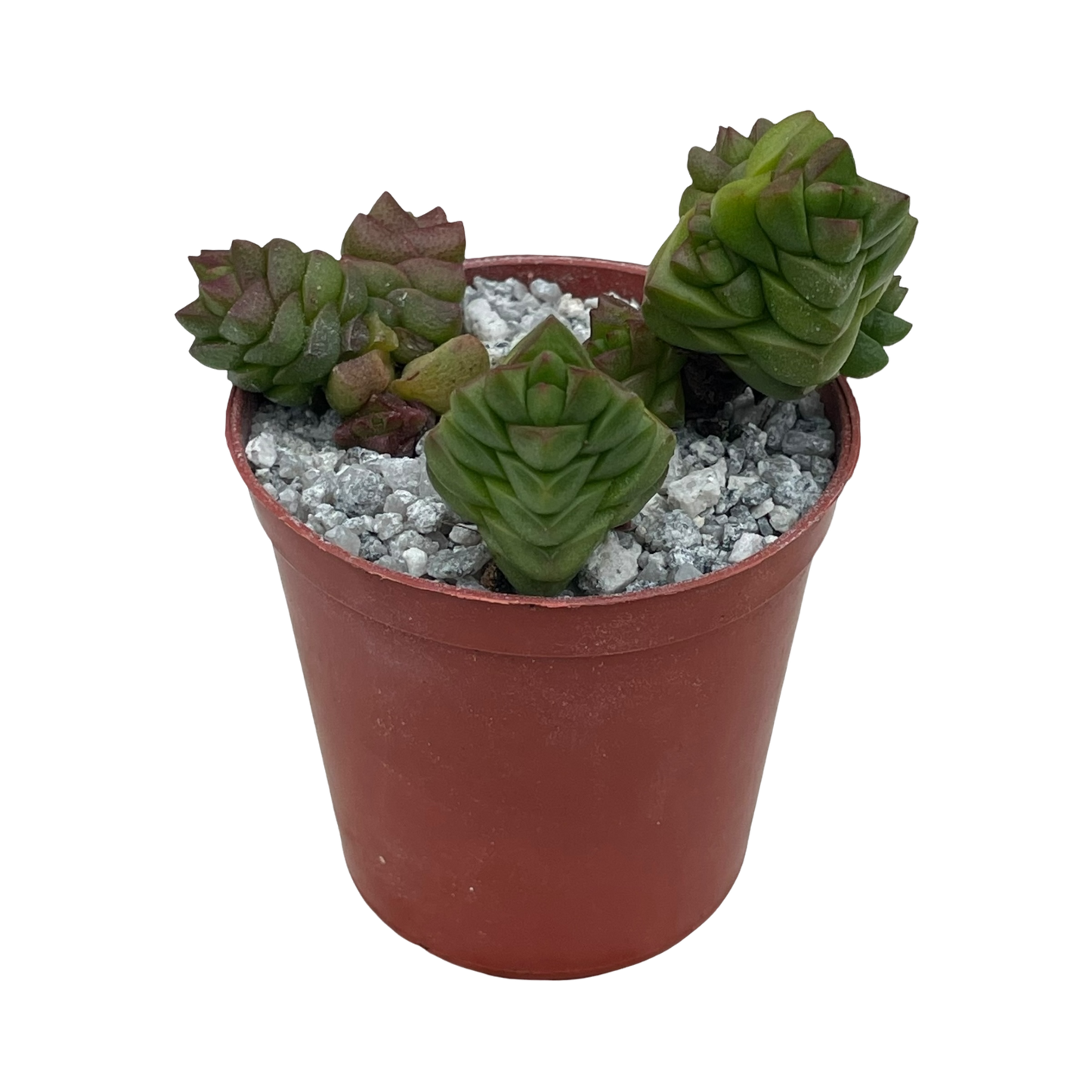 Crassula x marchandii