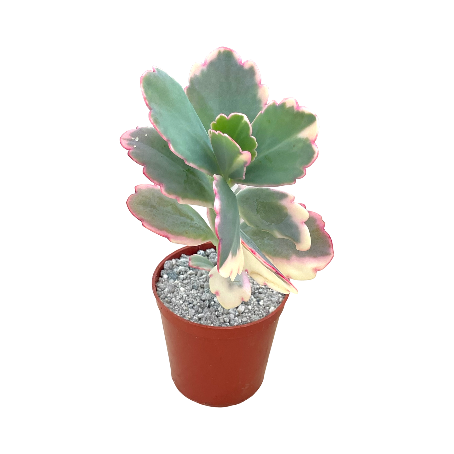 Kalanchoe fedtschenkoi variegata