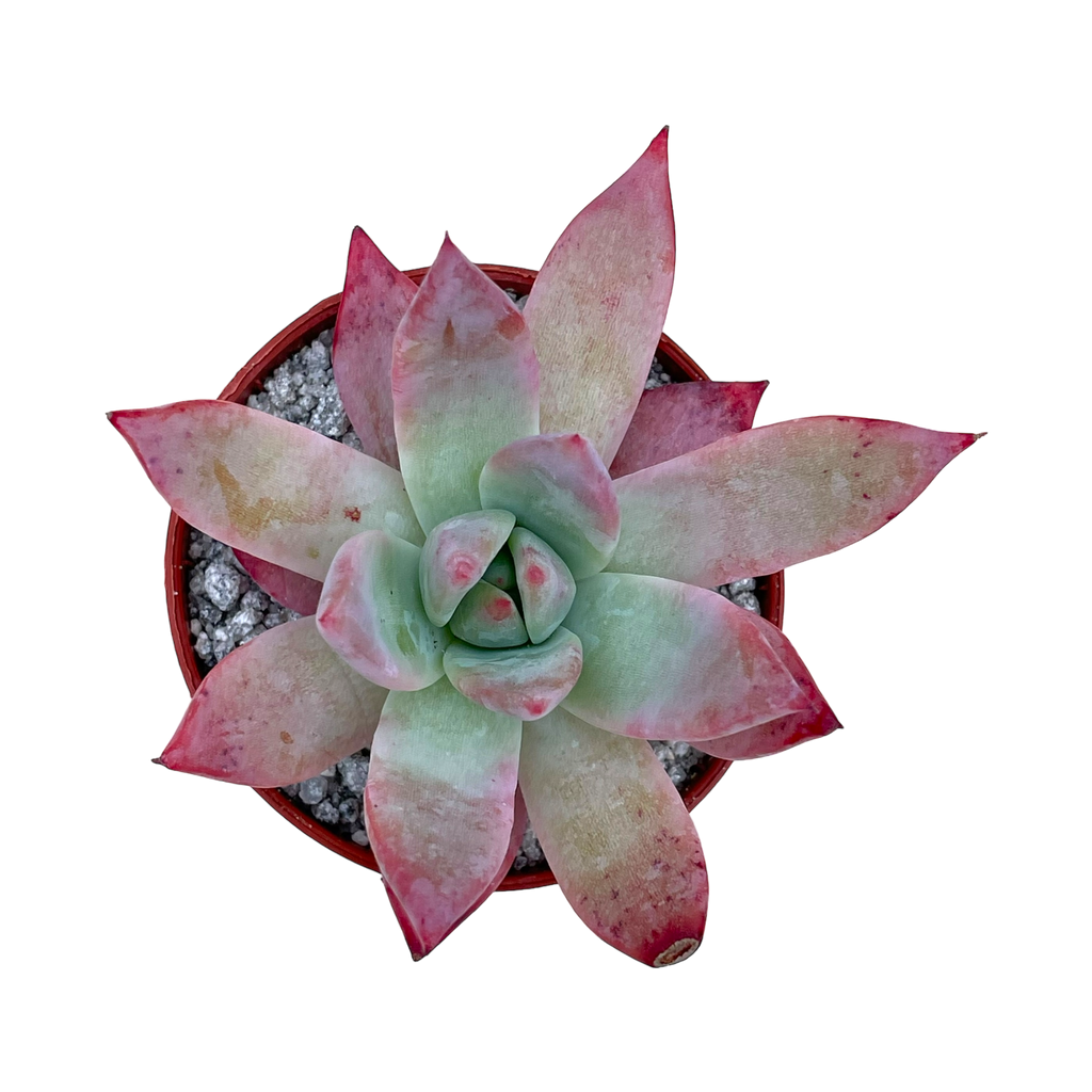 Echeveria colorata f. brandtii