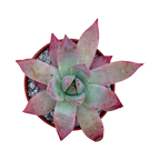 Echeveria colorata f. brandtii