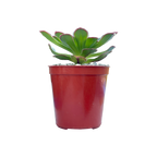 Aeonium rubrolineatum