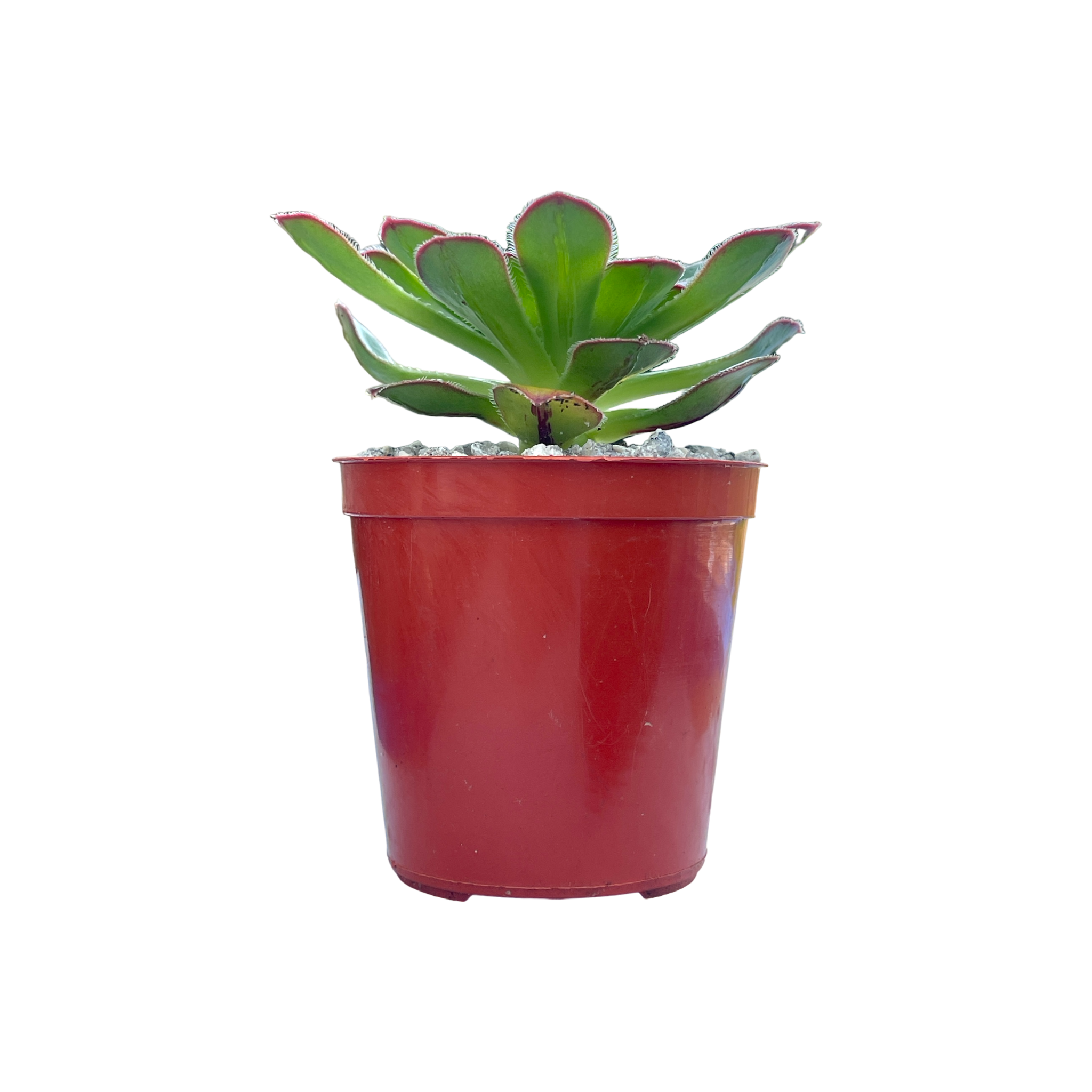 Aeonium rubrolineatum