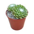 Sempervivum 'Superdome'