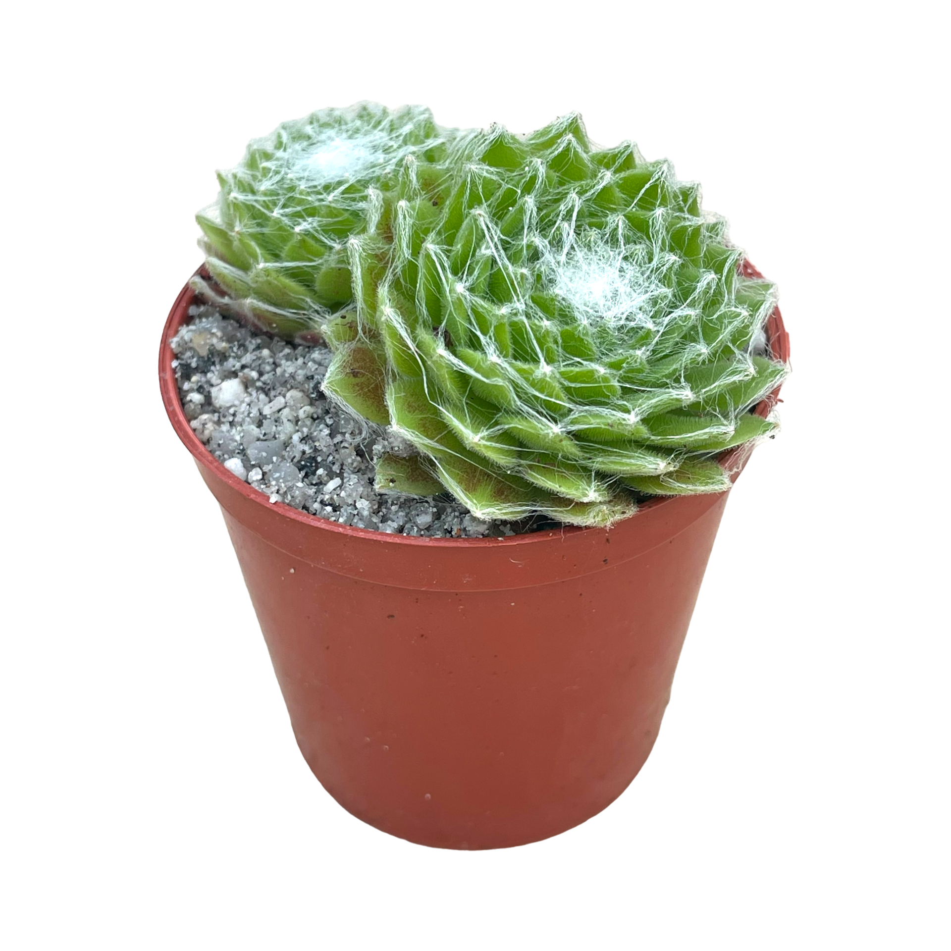 センペルビウム 'スーパードーム' – Surreal Succulents