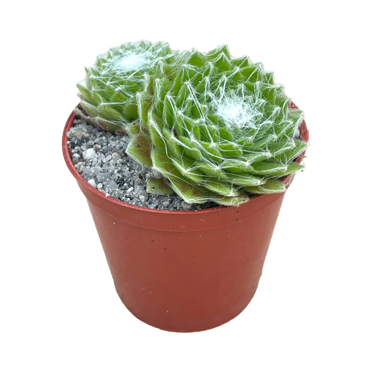 Sempervivum 'Superdome'