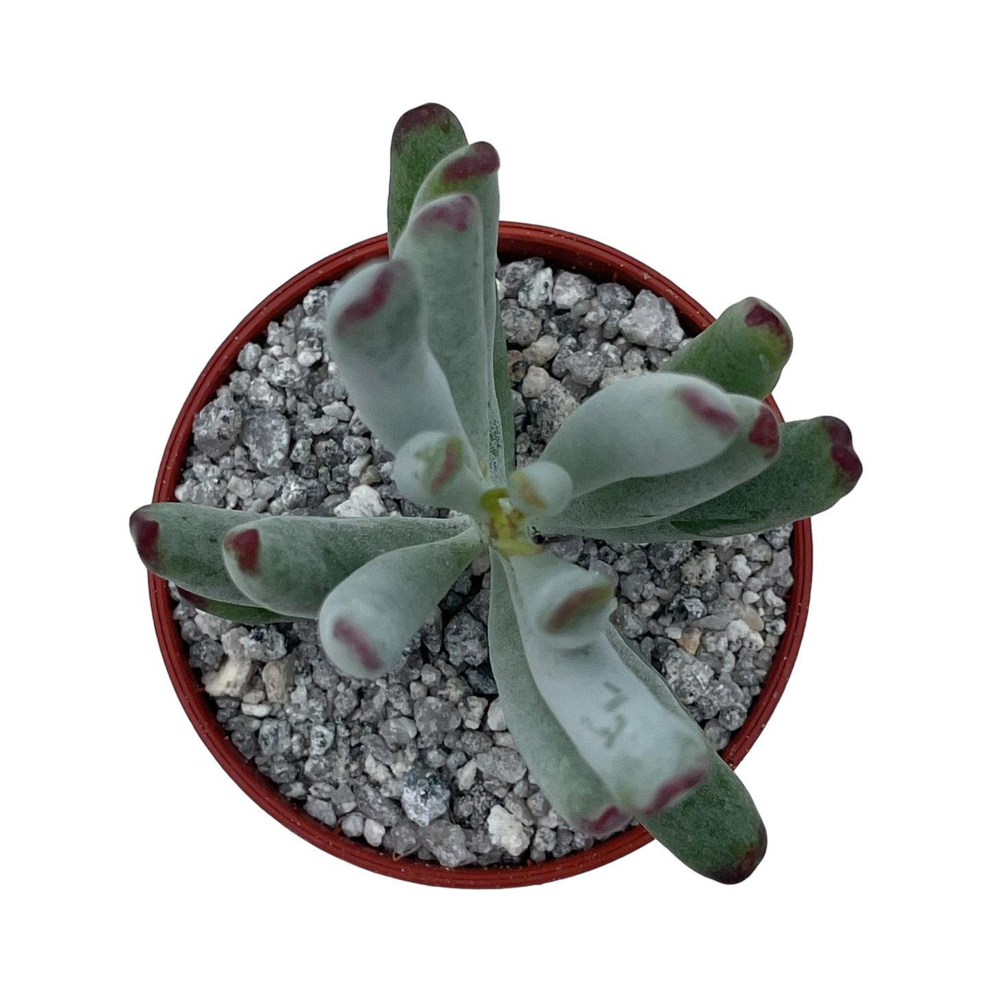 Cotyledon orbiculata var. flanaganii