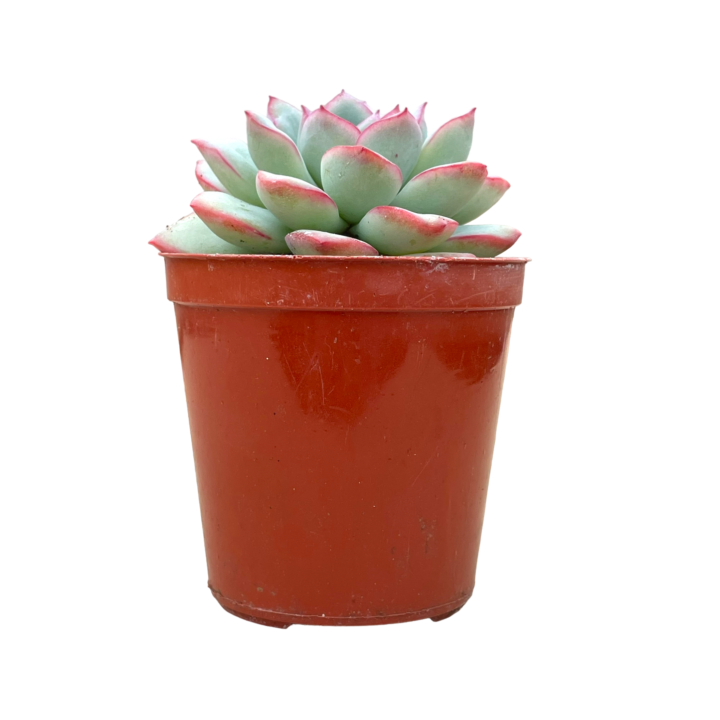 Echeveria 'Apus'