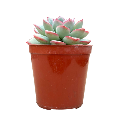 Echeveria 'Apus'