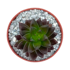 x Sedeveria 'Jet Beads'