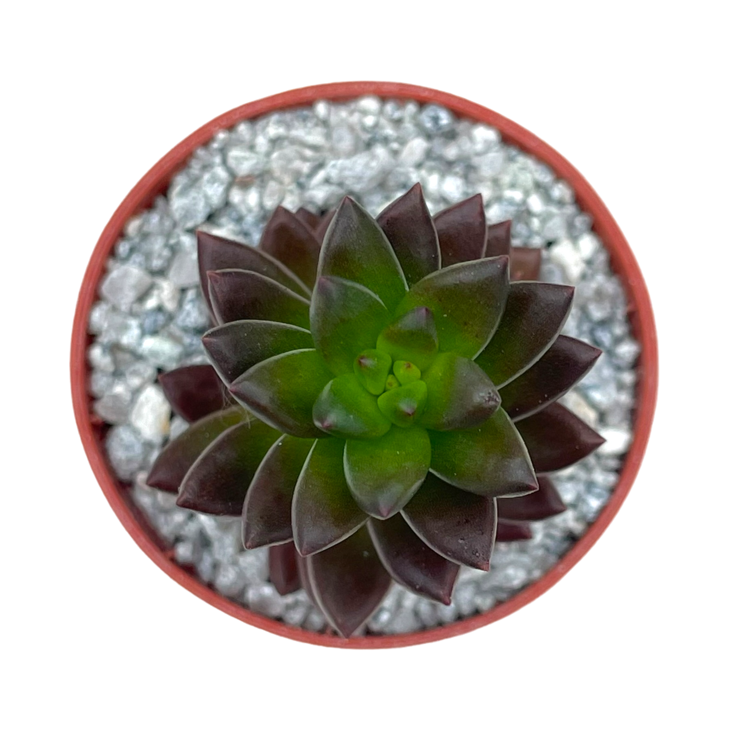 x Sedeveria 'Jet Beads'