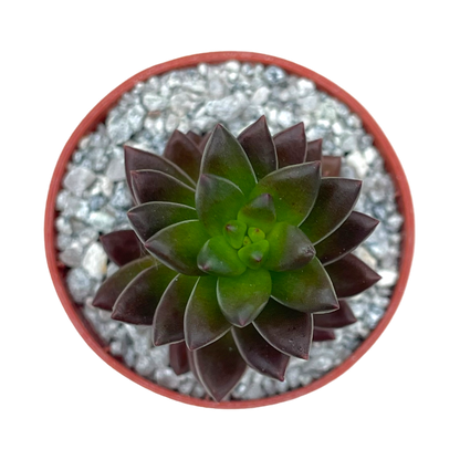 x Sedeveria 'Jet Beads'