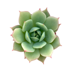 Echeveria derenbergii habitat collected