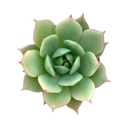 Echeveria derenbergii habitat collected