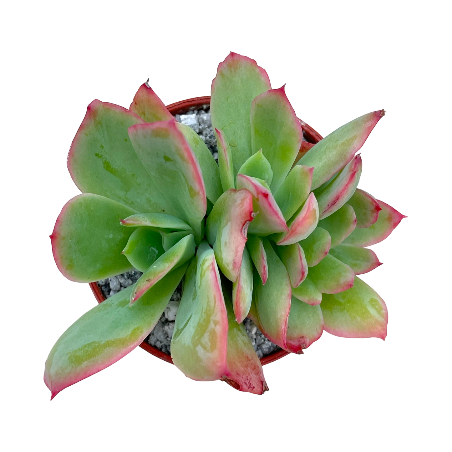 Echeveria 'Luella'