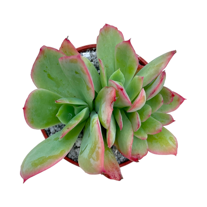 Echeveria 'Luella'