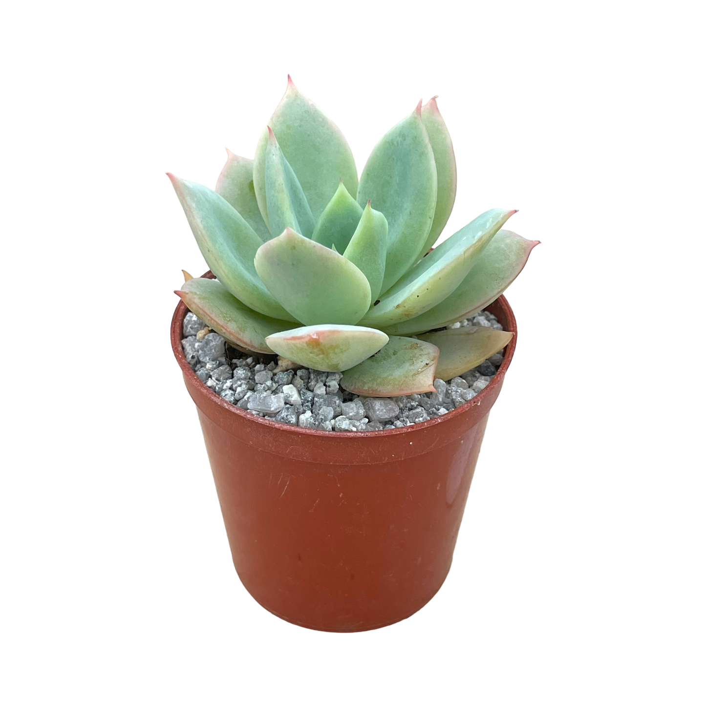 Echeveria 'Neptune'