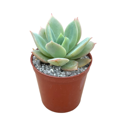 Echeveria 'Neptune'