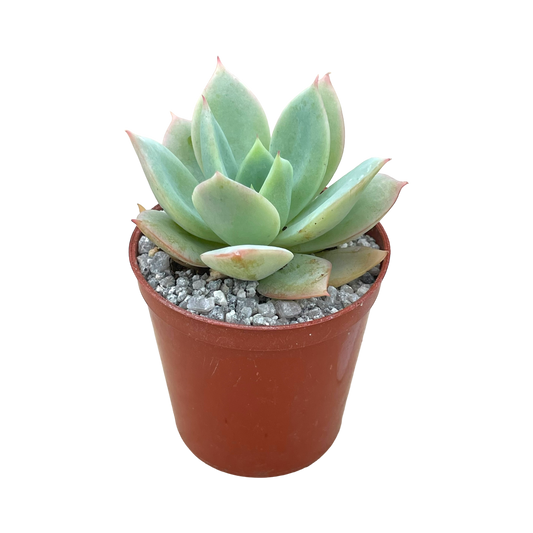 Echeveria 'Neptune'