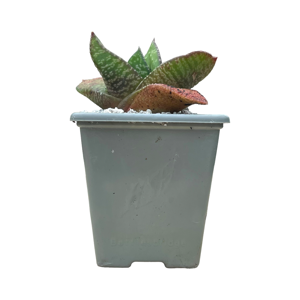 Gasteria nitida var. nitida