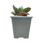 Gasteria nitida var. nitida