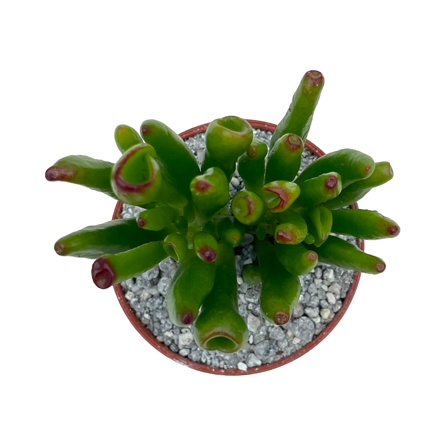 Crassula 'Horn Tree'