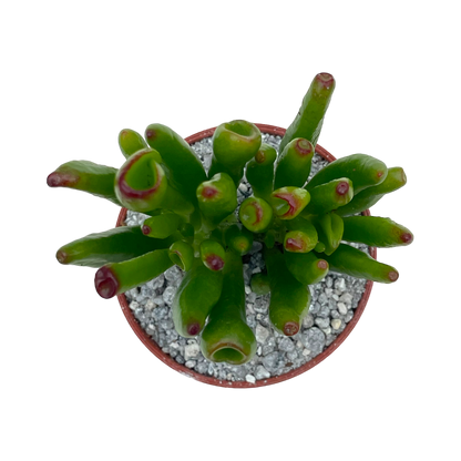 Crassula 'Horn Tree'