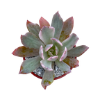 Echeveria hoveyi variegata