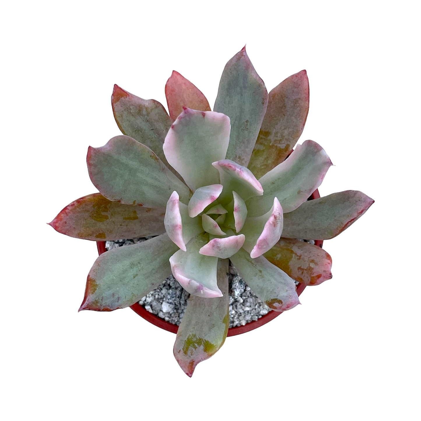 Echeveria hoveyi variegata