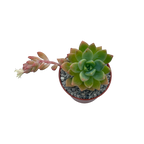 x Graptosedum 'Cesar'