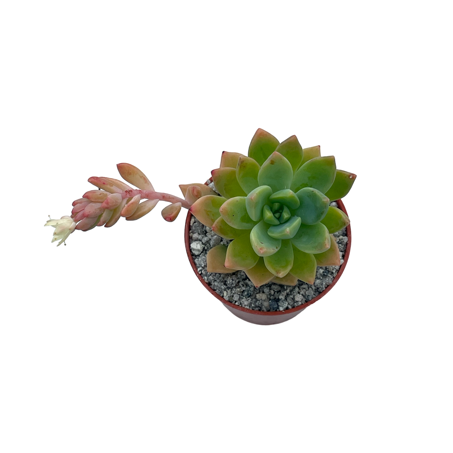 x Graptosedum 'Cesar'