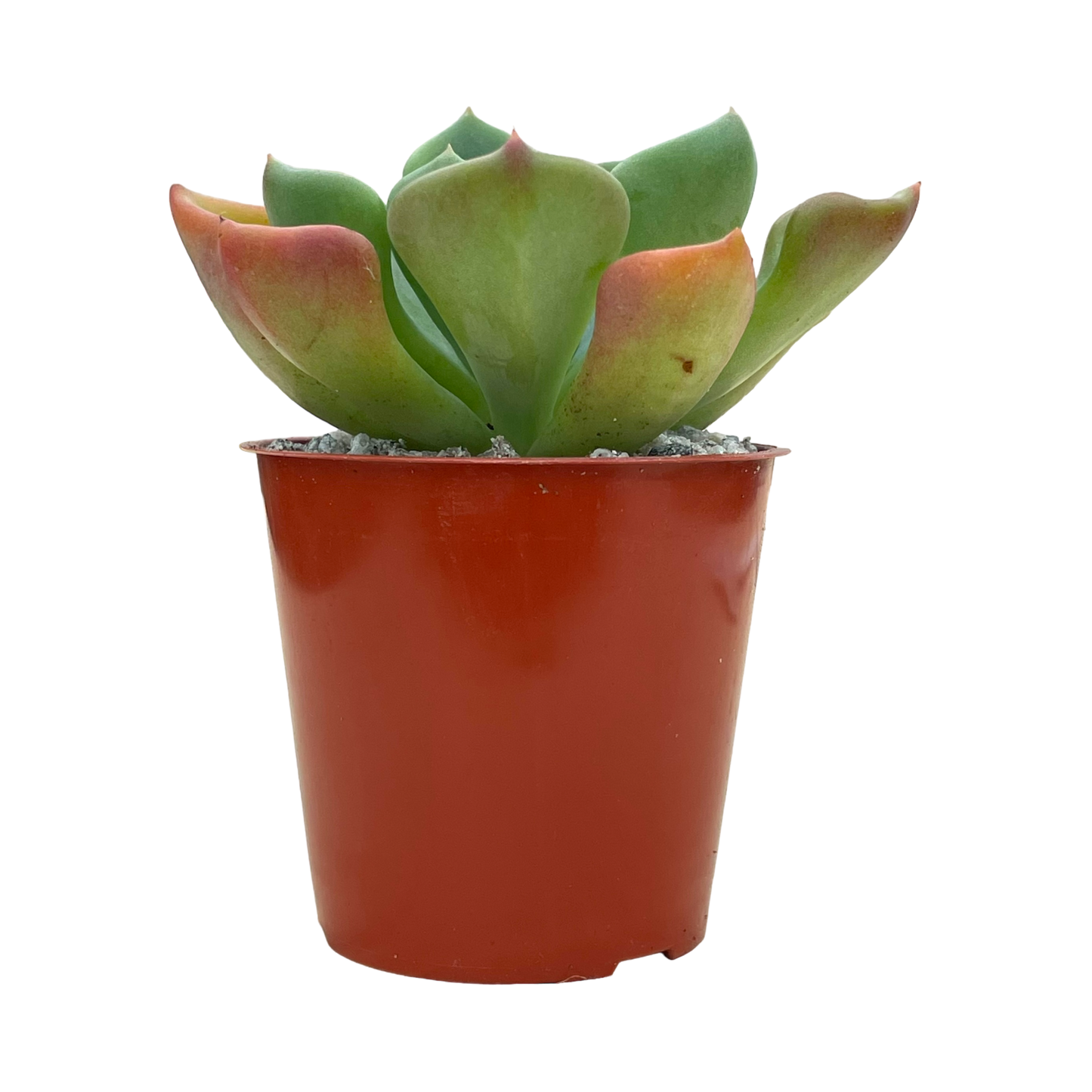 Echeveria setosa var. oteroi