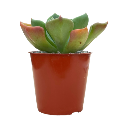 Echeveria setosa var. oteroi