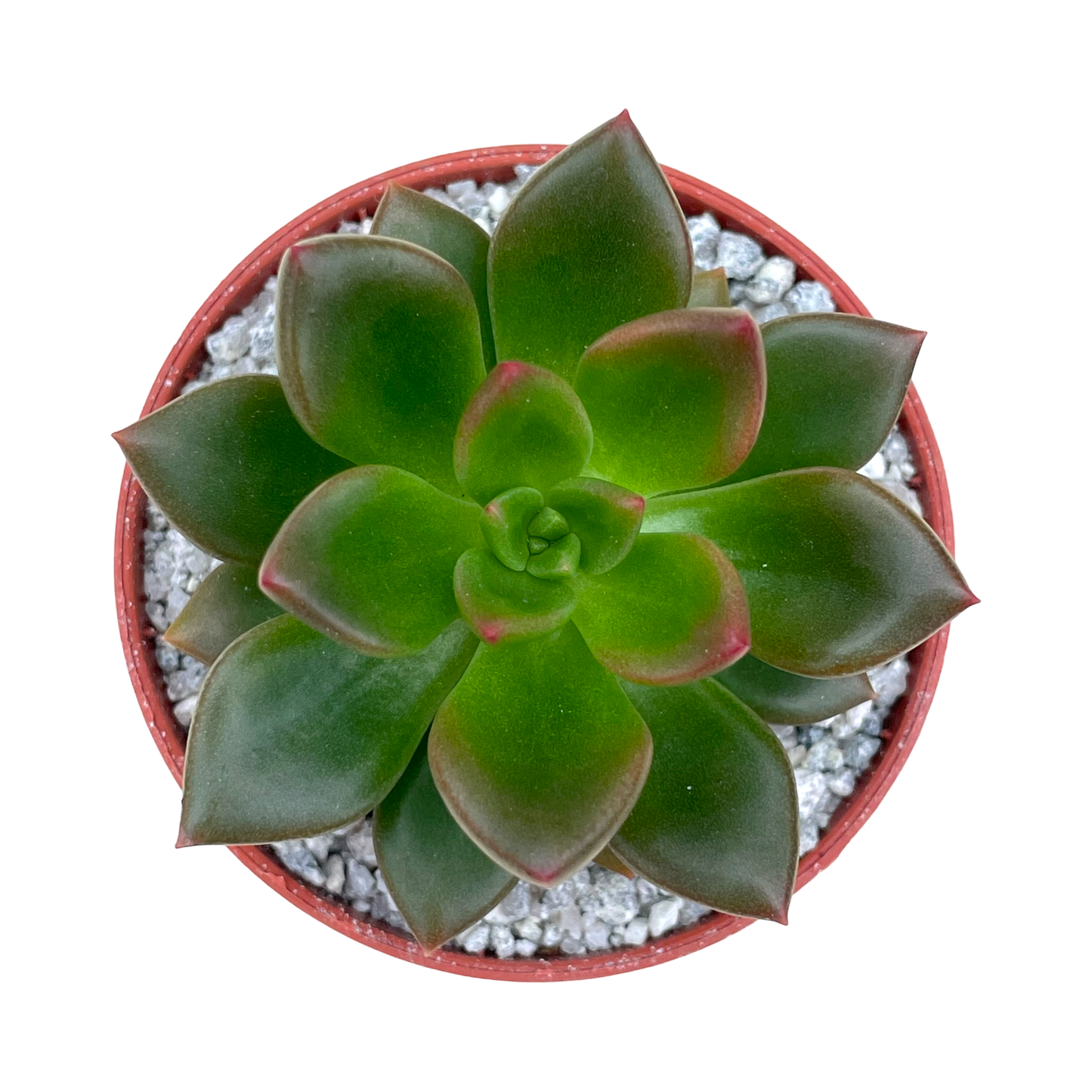 Echeveria 'Lepus'