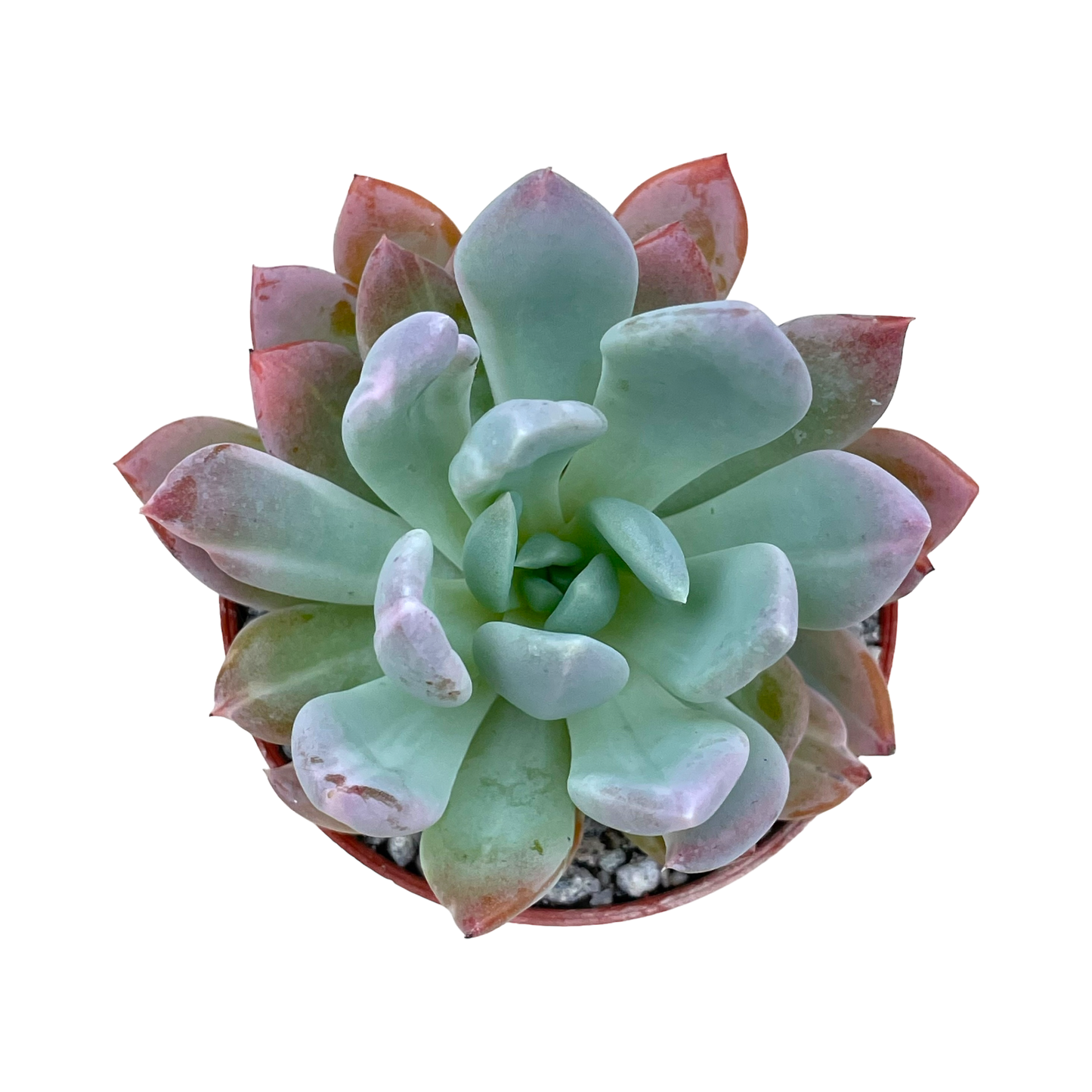 x Pachyveria 'Scheideckeri'